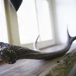 Dağ evi Auhaeuslgut *